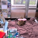 家の猫さん