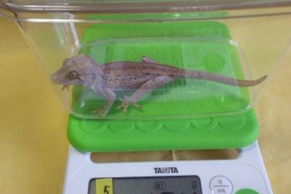 ヤモリといっしょ お住まい ケージ