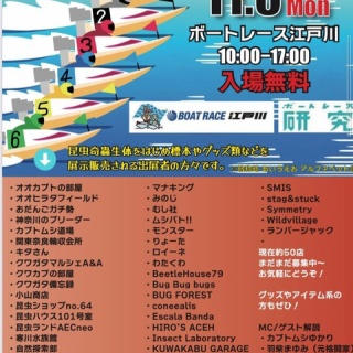 クワガタ備忘録