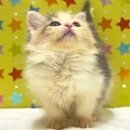	 新しいねこちゃんの紹介です😸