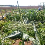 果樹と野菜の栽培時々釣り、横須賀(新)