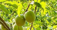 はじめての「梅収穫」お手伝いやってみた｜うきは市 やりみず農園