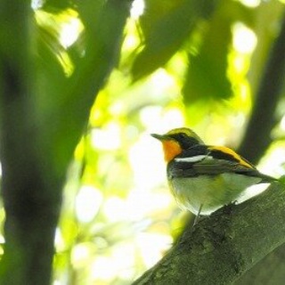 東京港野鳥公園　レンジャーブログ