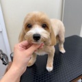 トリミングブログ