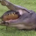 QQQ(海外の反応)