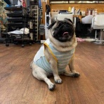 パグ・金太郎ブログ♪