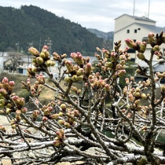 飛騨かなやまの桜　開花状況 2026