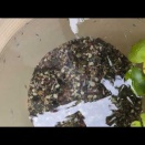 メダカが増えすぎww