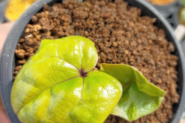 カンアオイに魅せられて！！ - 2024年03月