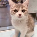 ブリティッシュ7カ条