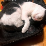 うちのとらまる