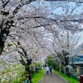 京都へ行って来ました4…八坂さんと円山公園