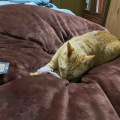 猫の日を前に  