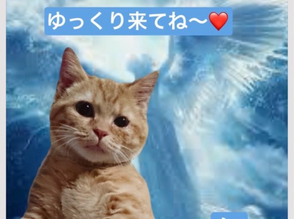 仁ちゃんが虹の橋を渡って行きました🌈😸🌈