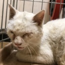 猫型珍獣、驚きの体重推移　20260423