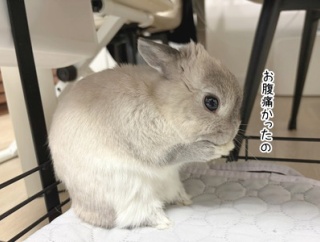 うさぎのルリ(10/28追記)