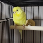 カズナル　～鳥達の襲撃