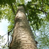 『定山渓の山は新緑のきれいな季節になりましたその２．』の画像