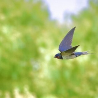 東京港野鳥公園　レンジャーブログ