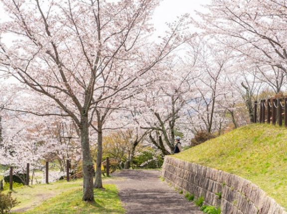 摂津峡さくら祭り開催に伴う交通規制があるみたい。3月28日～4月12日