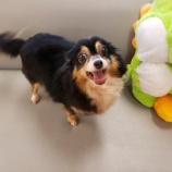 『【犬】1頭 保健所から受け入れました』の画像