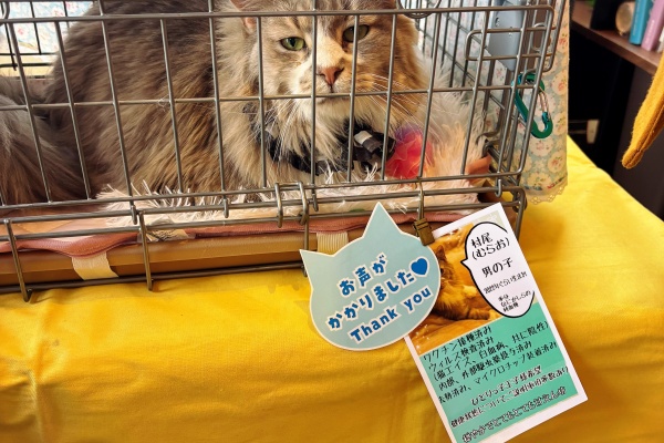 猫とお酒と日々のこと Powered by ライブドアブログ