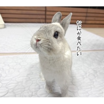 うさぎのルリ(5/16追記)