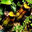 神代植物公園の食虫植物展へ⑩(2025年8月)
