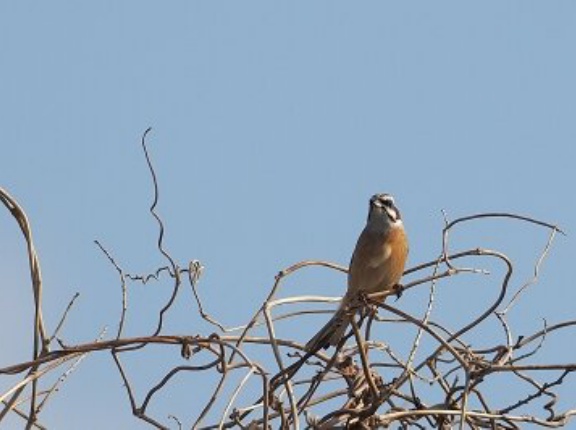 2026年2月23日の野鳥公園