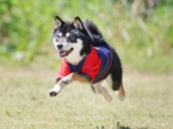 5-5-4c　田中　然くん　1歳　南あわじドッグラン飛行犬撮影所にて