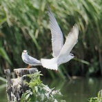 野鳥は可愛い♪ ２