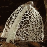 一瞬で育つ姿が面白い！キノコの成長過程を観察した９枚のアニメGIF