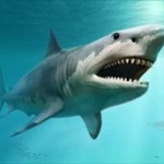 太古の巨大ザメ、メガロドン！ホオジロザメに敗れ絶滅か 	