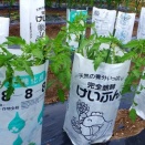 大玉トマトが随分育ってきた