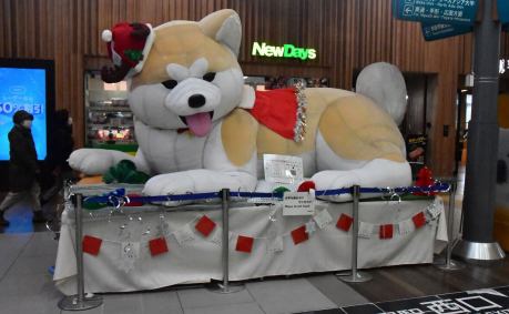 クリスマスVer.の秋田犬バルーン