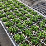 yuika～結花～Hanayoshiの毎日