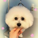 ビションフリーゼ SC モコちゃん 横須賀店 木村