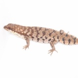 『新入荷!デプレッサも来ました!!』の画像