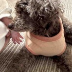 サクラと🐥ちゃんの初対面