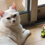 ねこ 猫 ネコ好きは とまらニャィッ♪