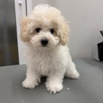 ペットショップワンラブ カインズ名古屋当知店ペッツワンコーナースタッフブログ