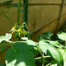 野菜の花