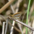 銀一文字挵　春型