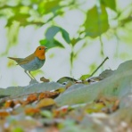 カメラ大好きおやじの野鳥と自然風景フォトアルバム