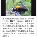  クマバチさん、飛べるはずないのに飛べる理由に涙が止まらない！！！！