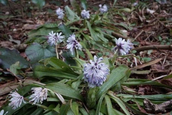 ツクシショウジョウバカマ 筑紫猩々袴 勝手に花言葉 徒然なるままに