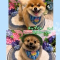 【トリミングブログ】こんにちは！