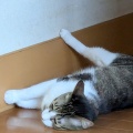 そら君　足上げてる方が楽？