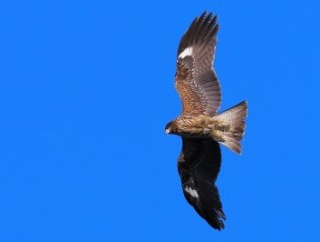 2025年12月12日の野鳥公園