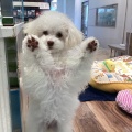 本日のわんこPart☆656
